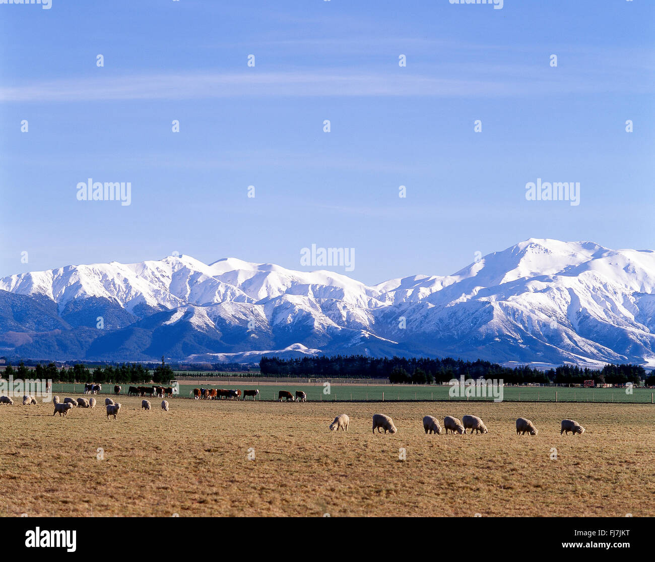 Snow-capped Southern Alps and sheep in pasture, Canterbury Plains, Southern Alps, Canterbury Region, South Island, New Zealand Stock Photo