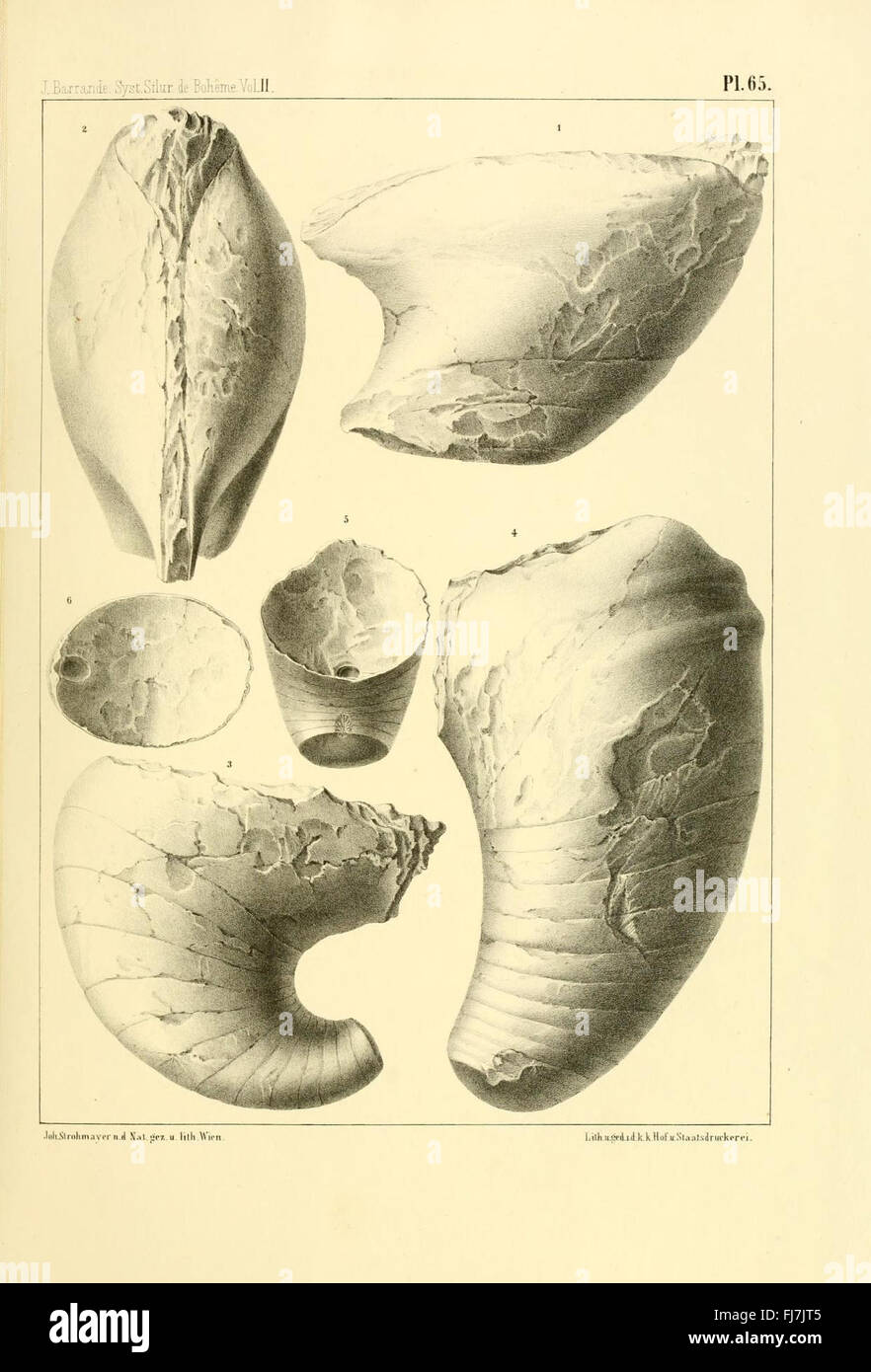 Silurian system of central Bohemia, Plate 65, showing fossil ...