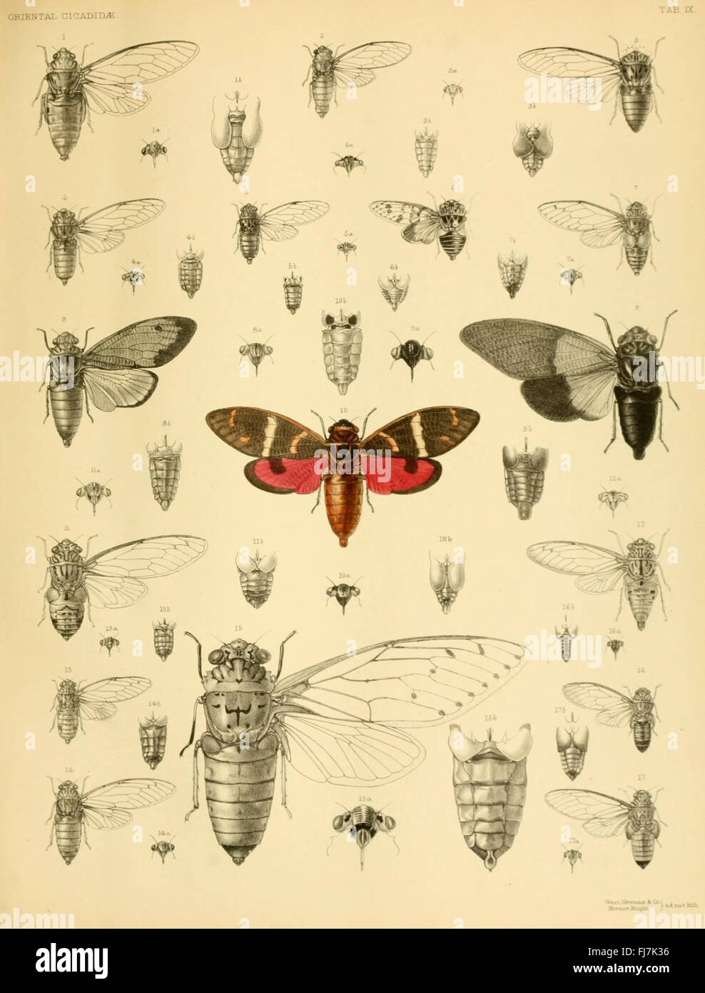 Cicada Insect Infographic A monograph detailing the oriental cicadas and related insects, with ...