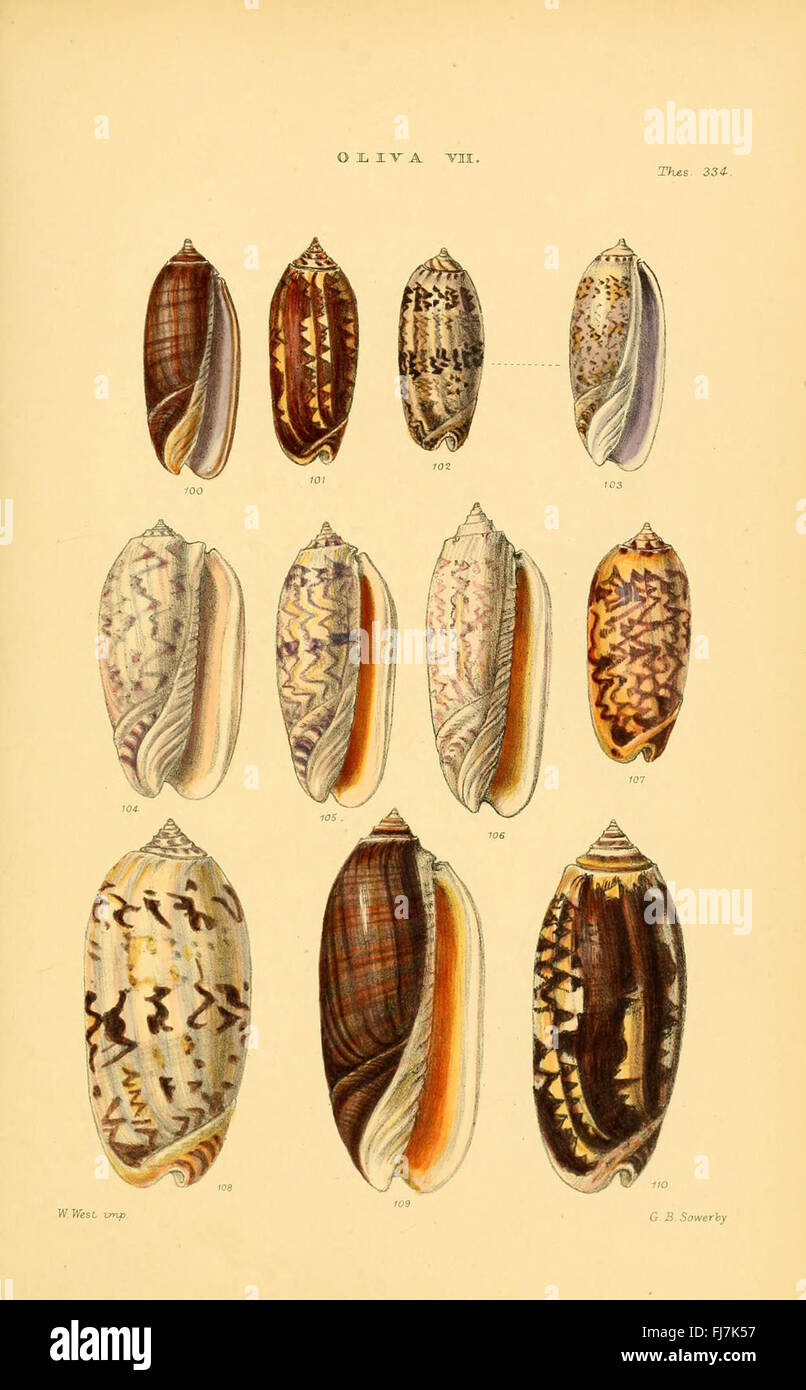 Monographs of genera of shells hi-res stock photography and images - Alamy