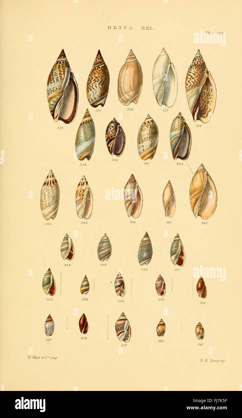 Monographs of genera of shells hi-res stock photography and images - Alamy