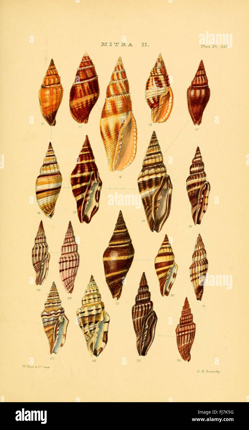 A comprehensive monograph detailing the various genera of shells ...