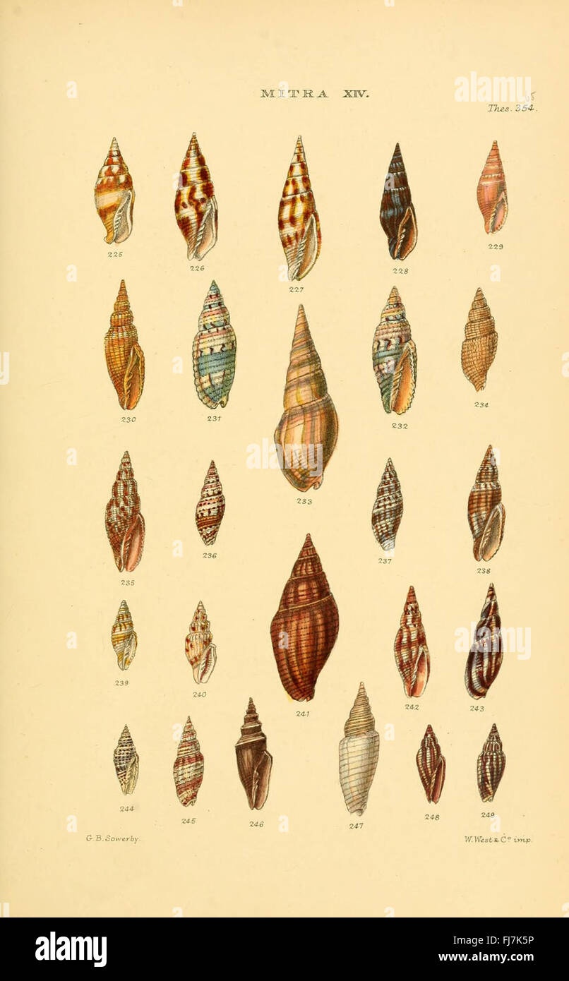 An illustrated monograph detailing various genera of mollusk shells ...