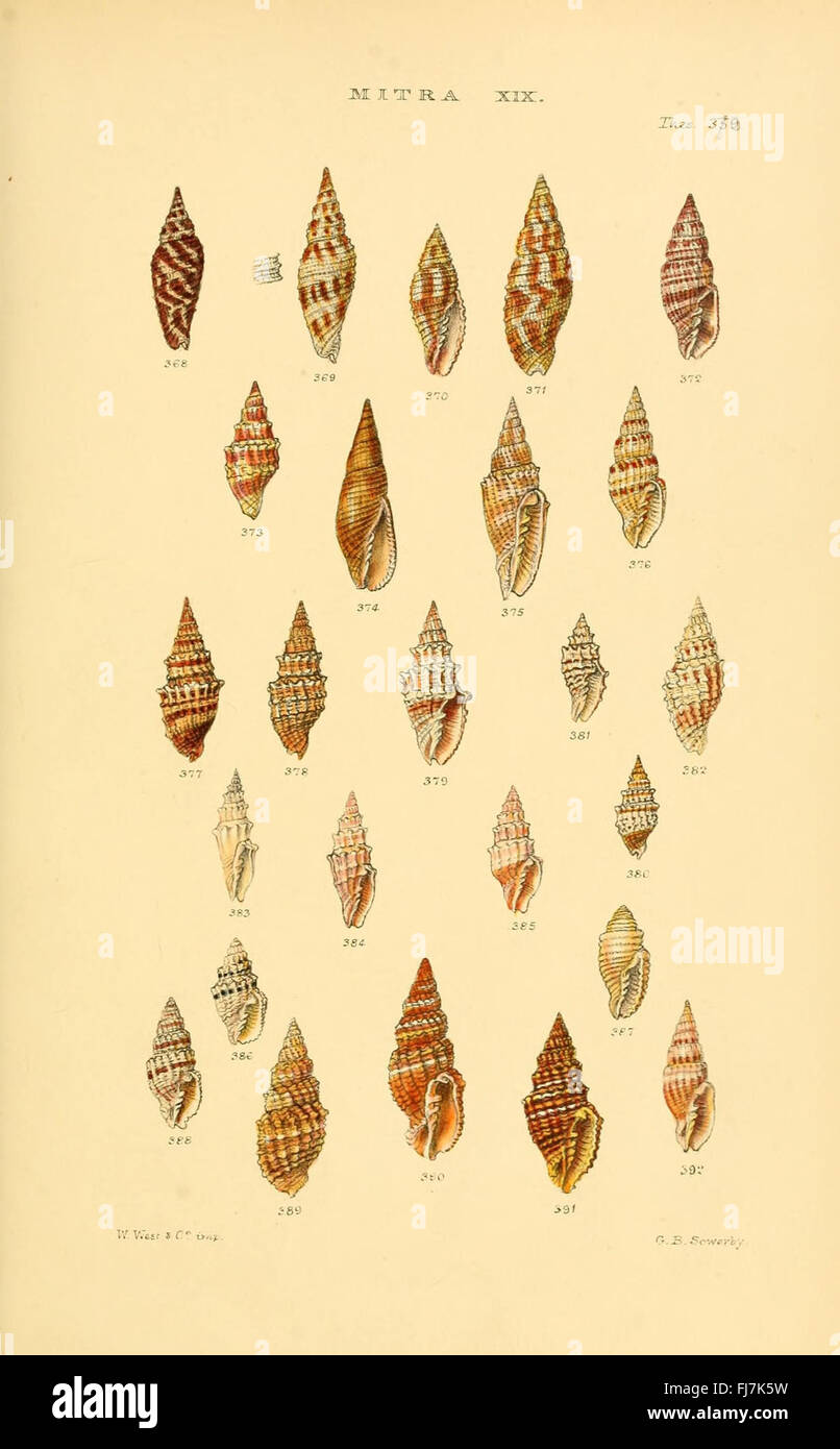 An extensive work cataloging and illustrating the various genera of ...