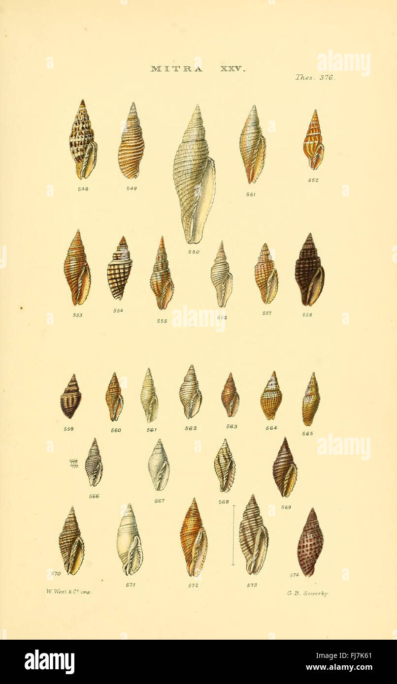 A detailed monograph of various genera of shells, focusing on mollusk ...