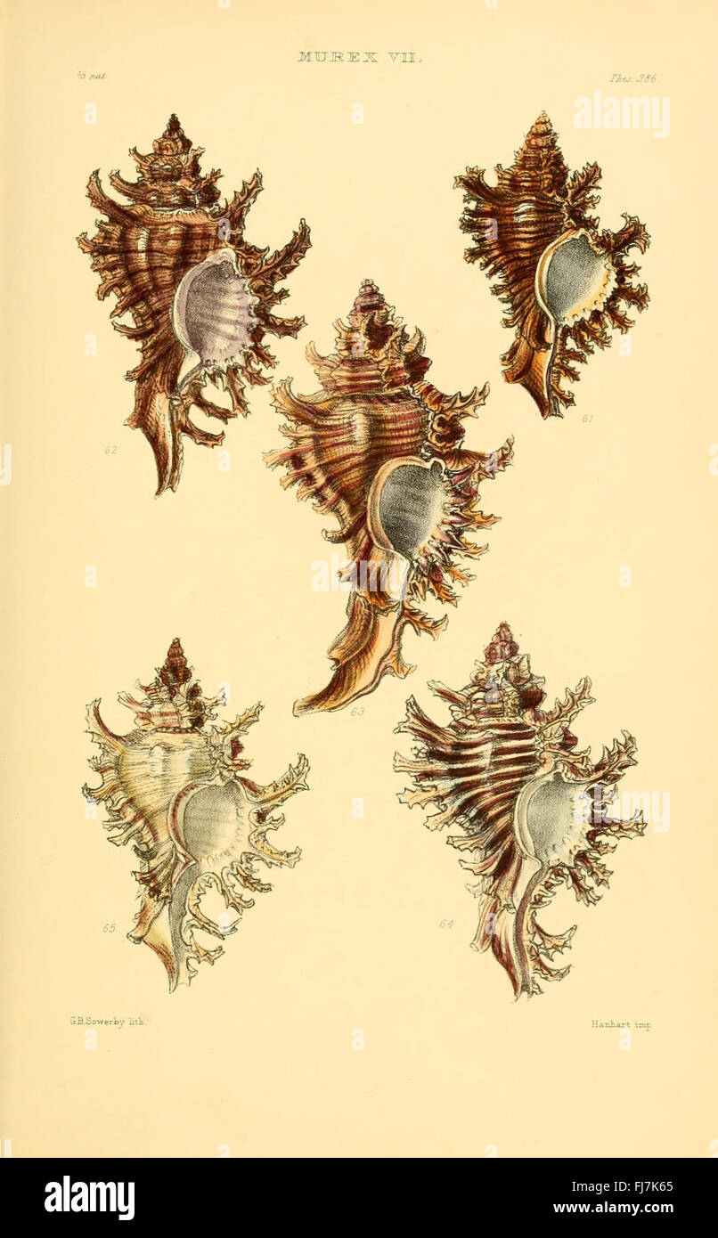 A detailed monograph on mollusk genera, focusing on various species of ...