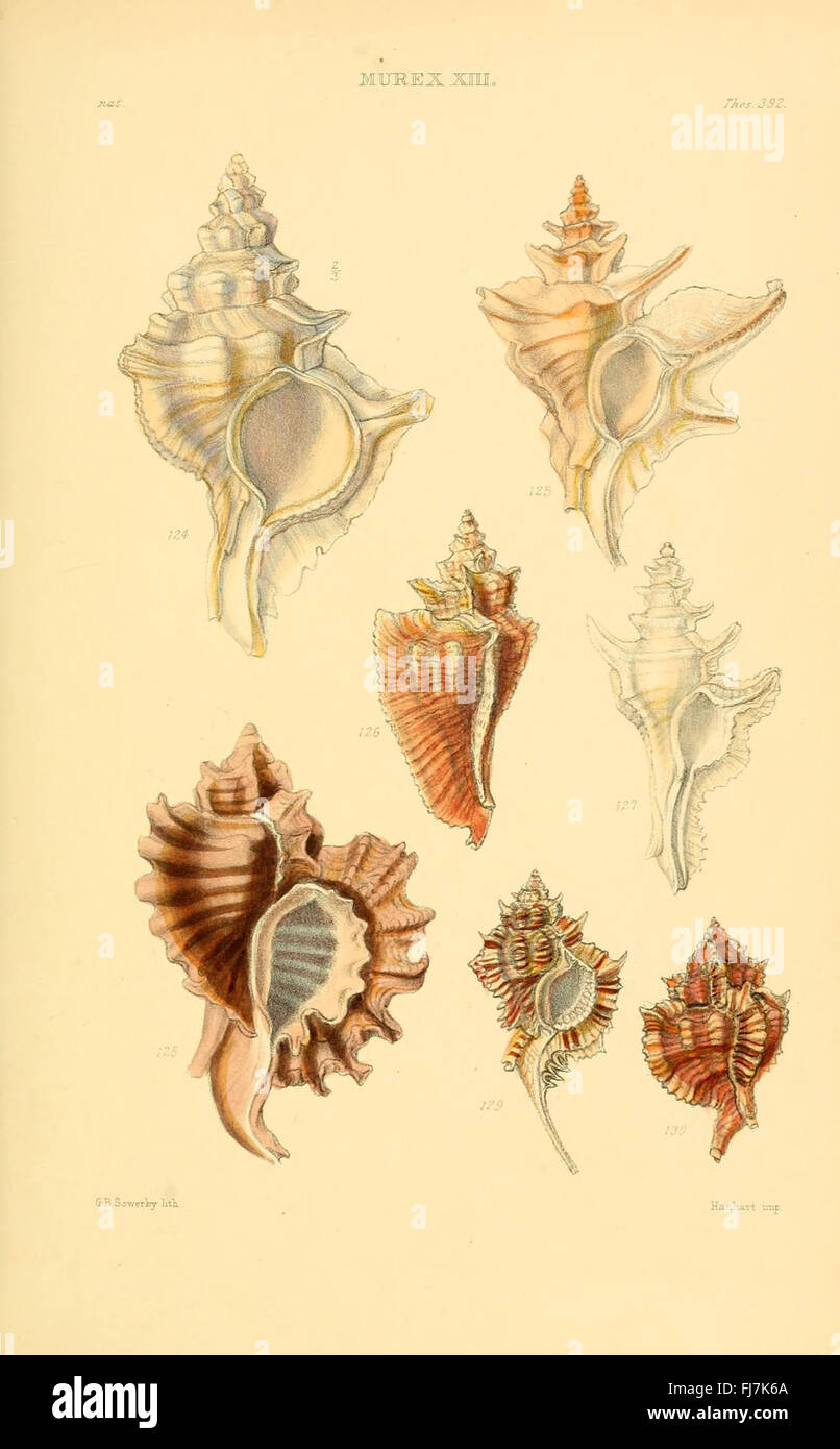 Thesaurus Conchyliorum, Or, Monographs Of Genera Of Shells Stock Photo ...