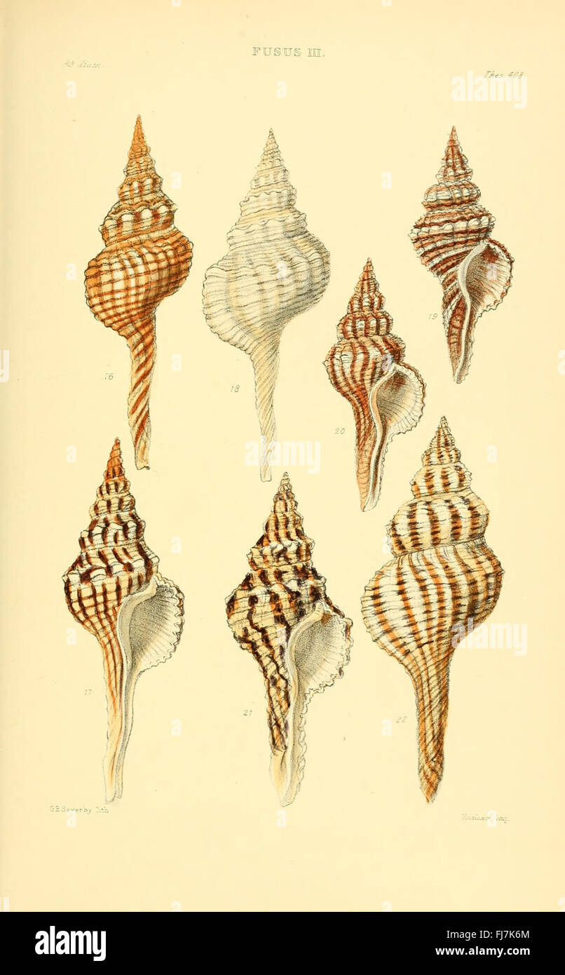 Genera of shells hi-res stock photography and images - Alamy