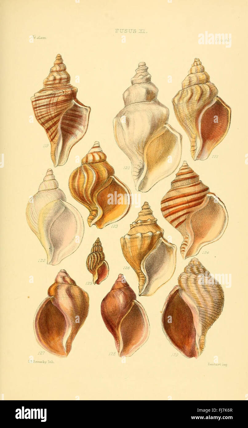 A detailed monograph showcasing various genera of shells, featuring ...