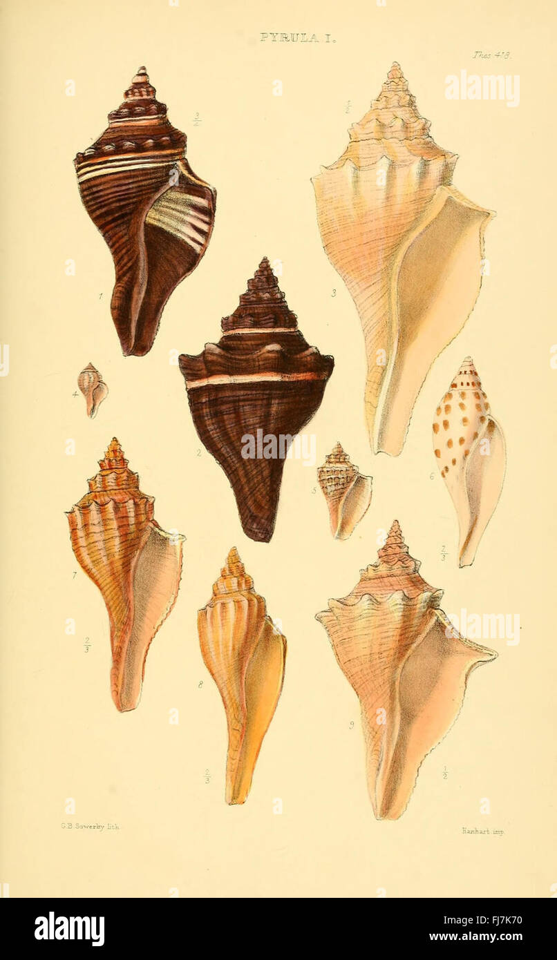 Monographs of genera of shells hi-res stock photography and images - Alamy
