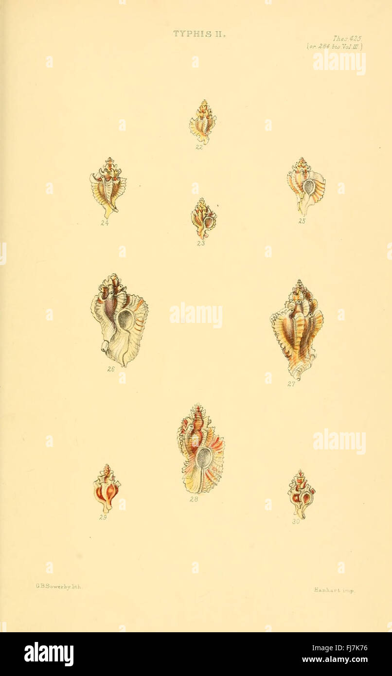 A detailed work on the genera of shells, featuring monographs and ...