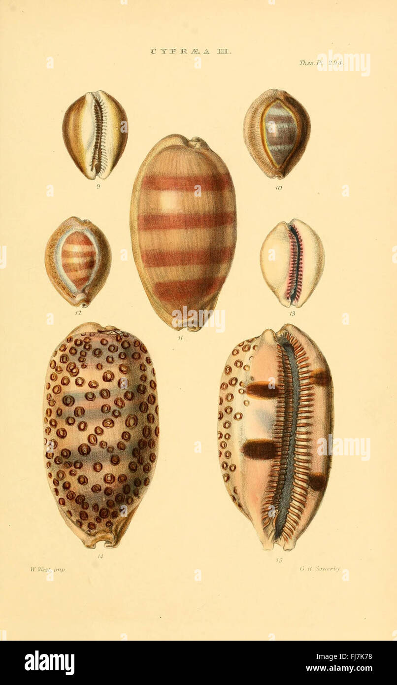 Various species of marine bivalves hi-res stock photography and images ...