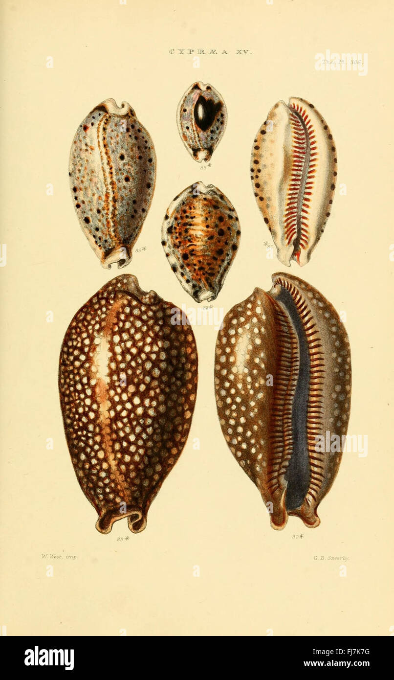 A monograph on the genera of shells, offering detailed illustrations ...