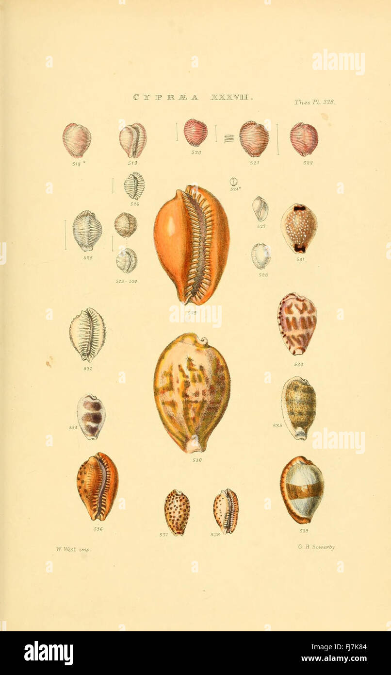 Monographs of genera of shells hi-res stock photography and images - Alamy