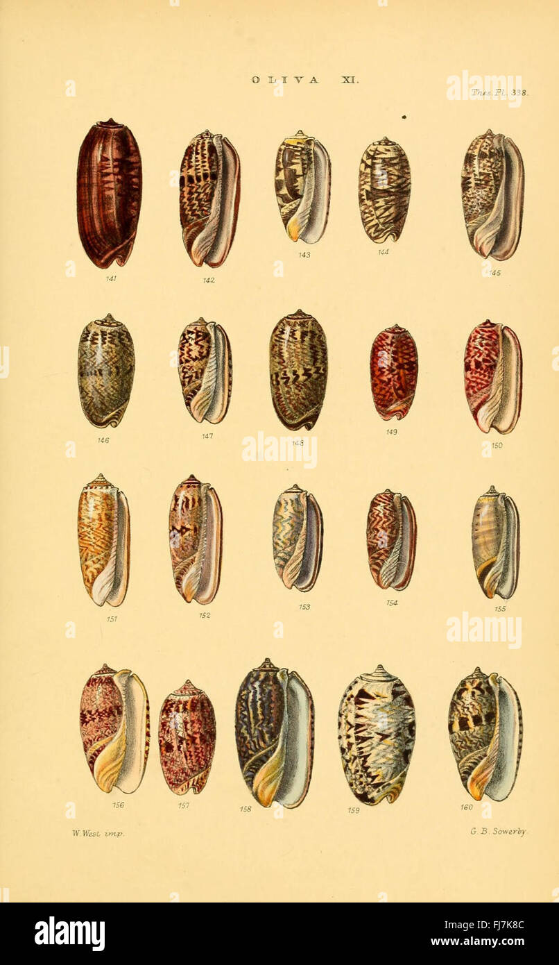 Detailed illustration of various types of shells hi-res stock ...