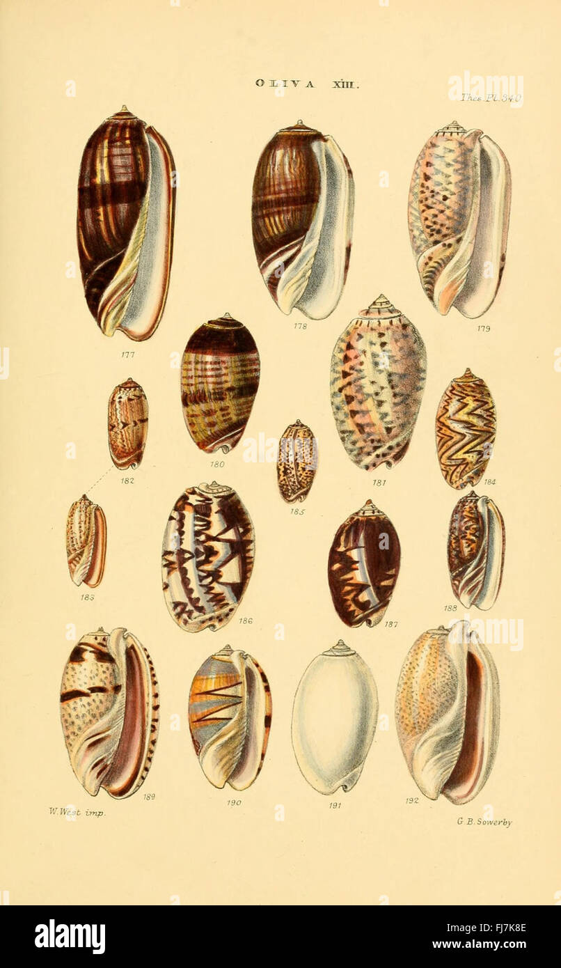 A comprehensive monograph on the genera of shells, featuring detailed ...