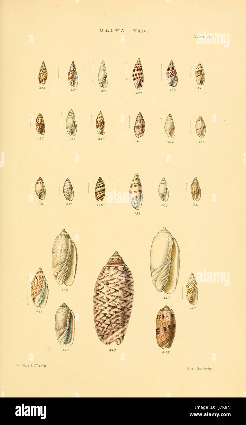 A detailed monograph cataloging the various genera of mollusks and ...