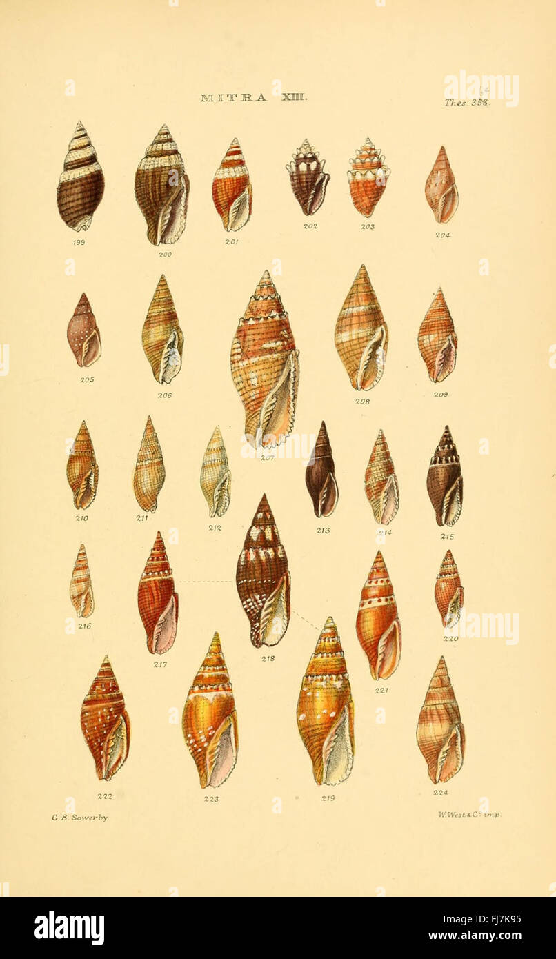 A comprehensive work cataloging various genera of shells, providing ...