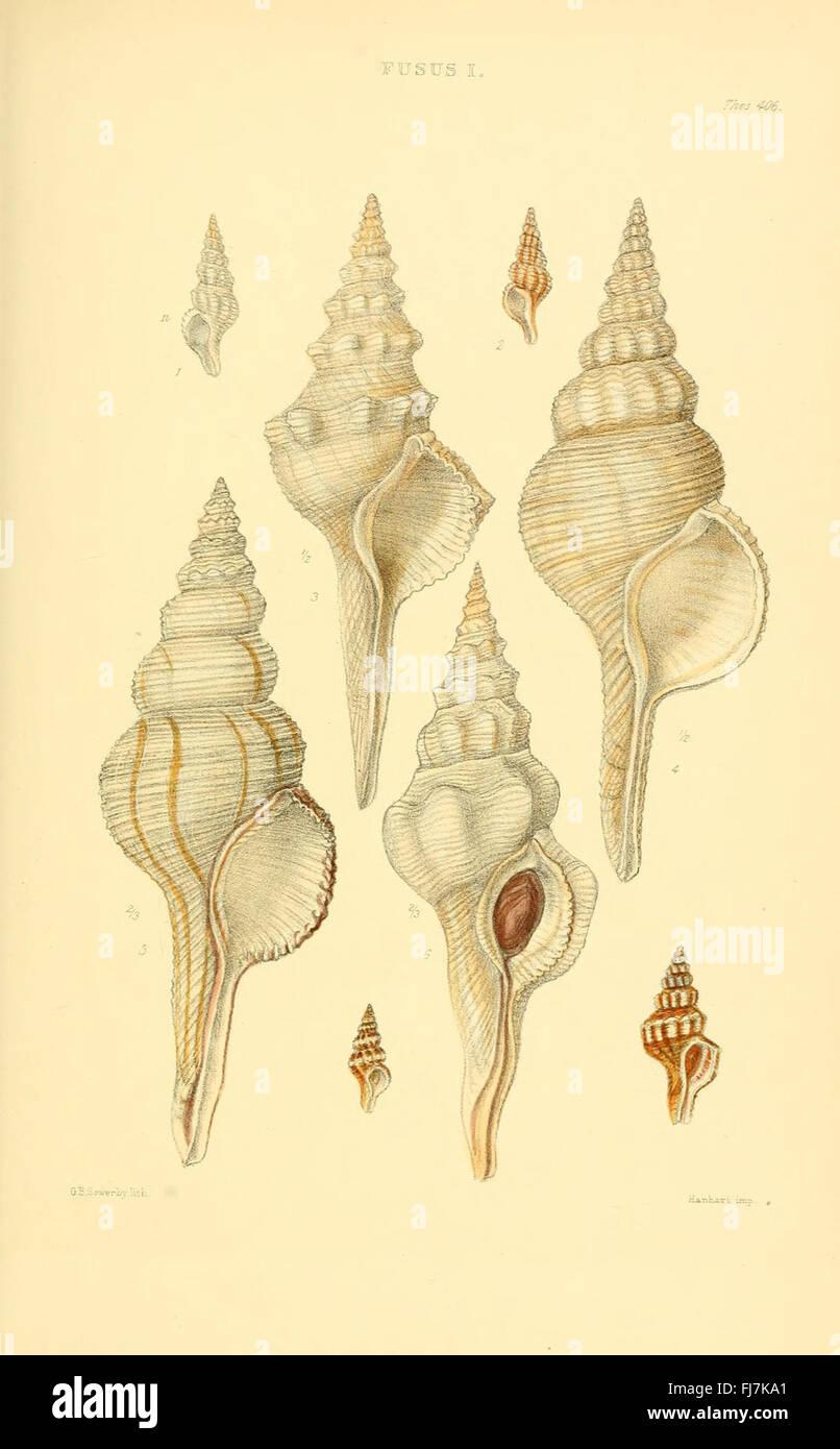 A monograph detailing the various genera of shells, providing in-depth ...