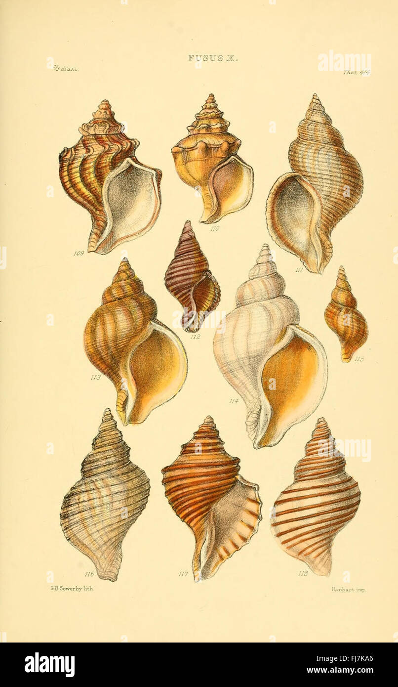 Genera of shells hi-res stock photography and images - Alamy