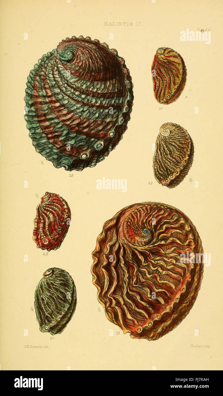 Genera of shells hi-res stock photography and images - Alamy