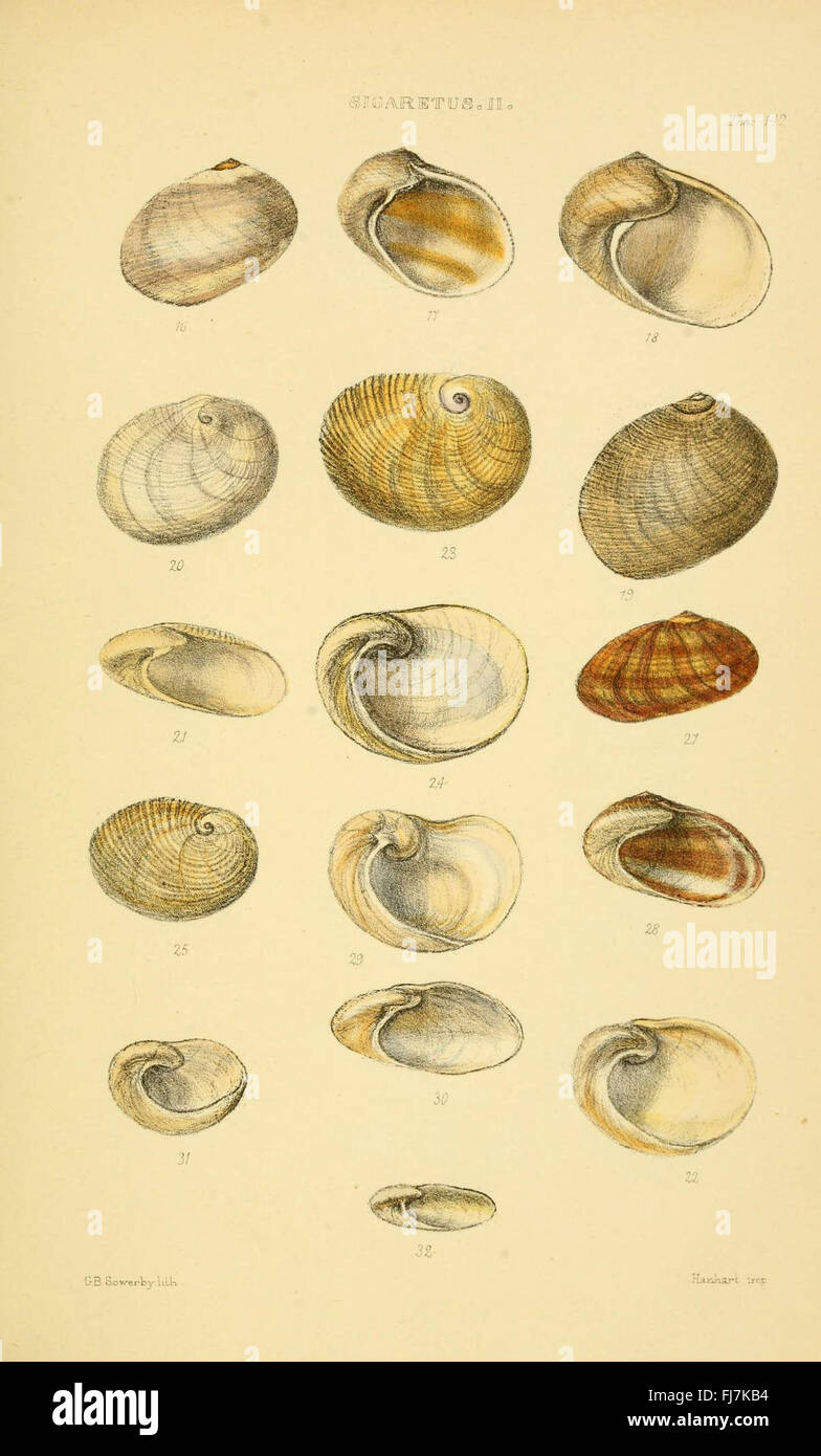 A detailed monograph on shell genera, focusing on the classification ...