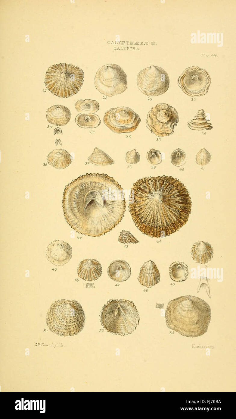 A monographic work focusing on various genera of shells, providing ...