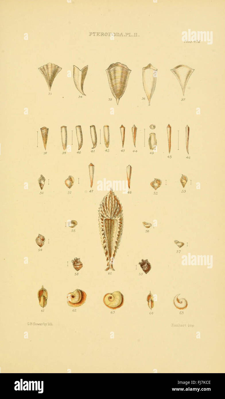 An in-depth monograph cataloging various genera of shells, offering ...