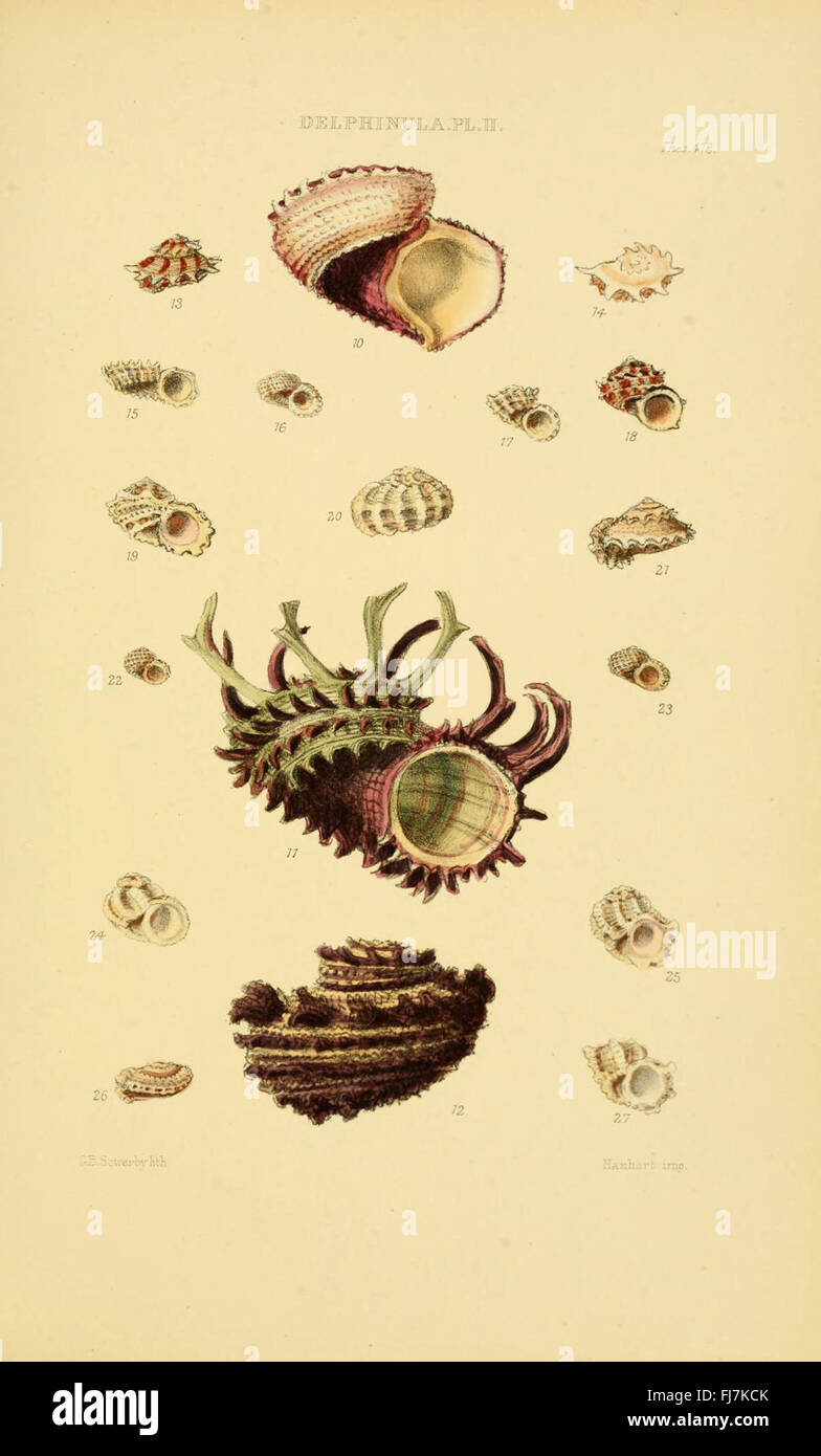 A detailed monograph on various genera of mollusks and their shells ...
