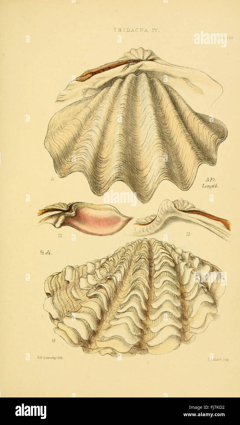A comprehensive monograph documenting various genera of shells, with ...