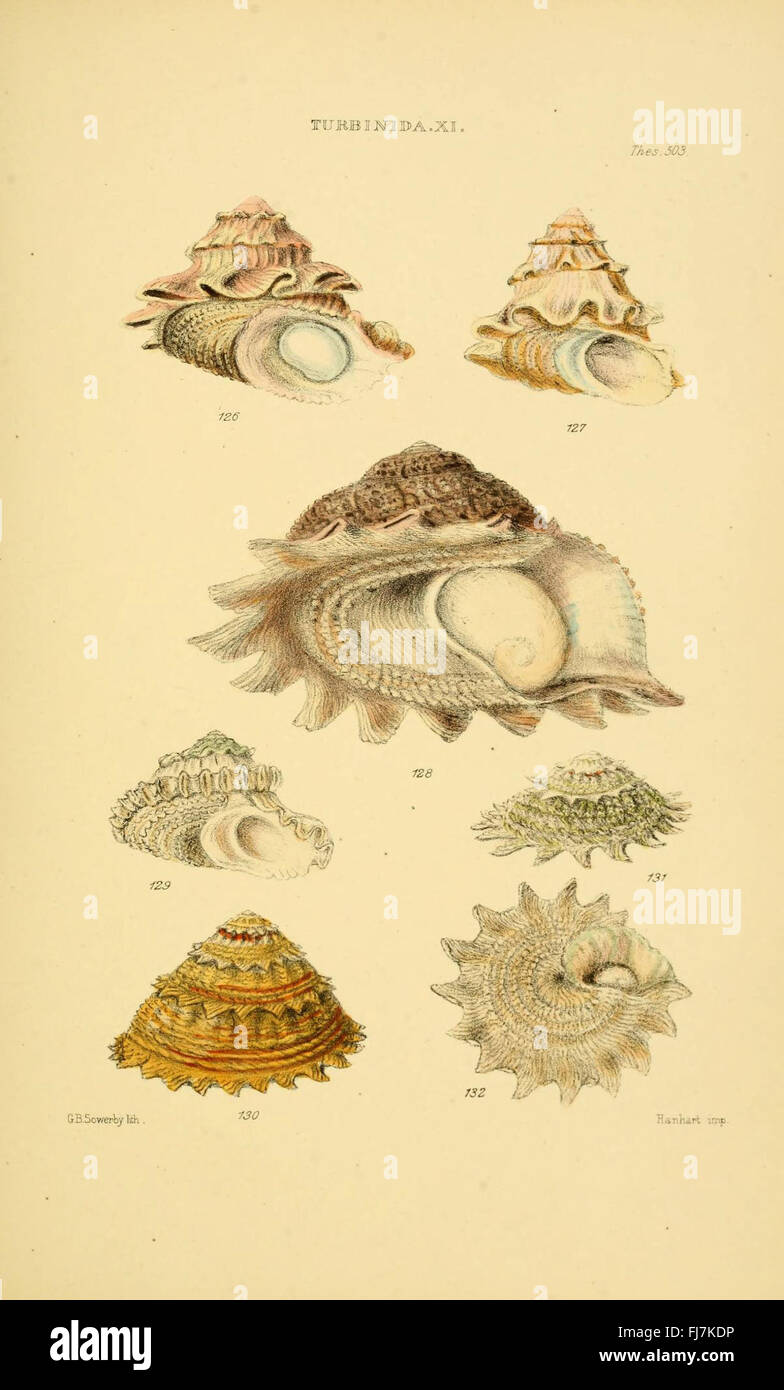 A detailed monograph from 'Thesaurus Conchyliorum,' featuring a catalog