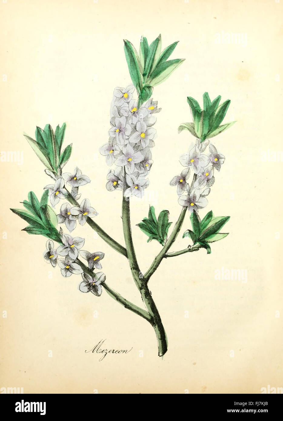 Plate from american flora hi-res stock photography and images - Alamy