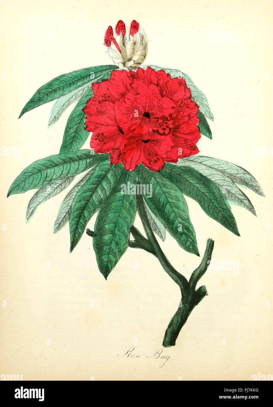 American medicinal plants new york hi-res stock photography and images ...