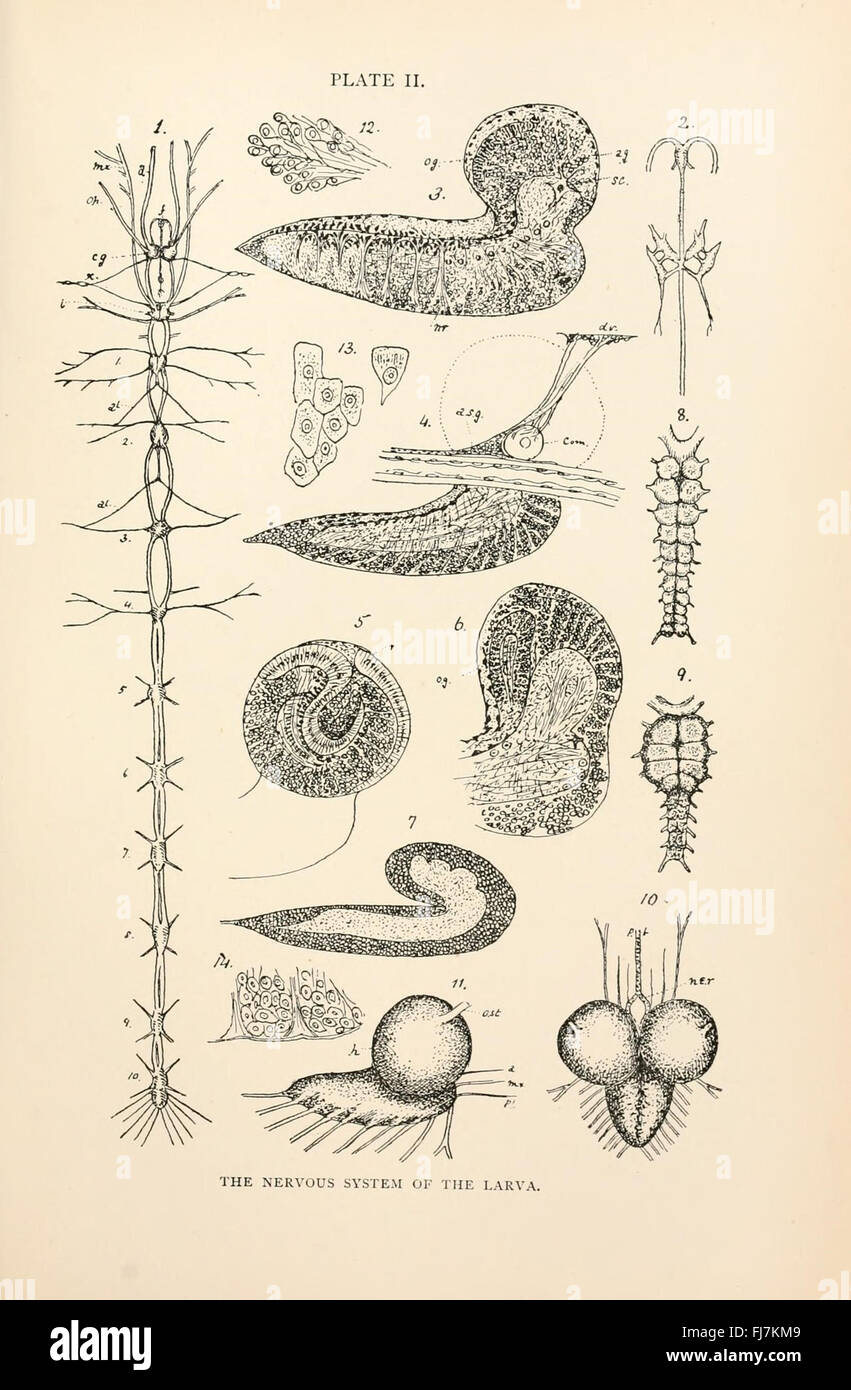 The anatomy, physiology, morphology and development of the blow-fly (Calliphora erythrocephala) (PLATE II) Stock Photo