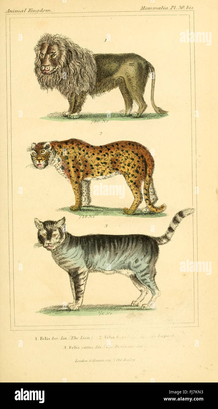The animal kingdom, arranged according to its organization, serving as ...