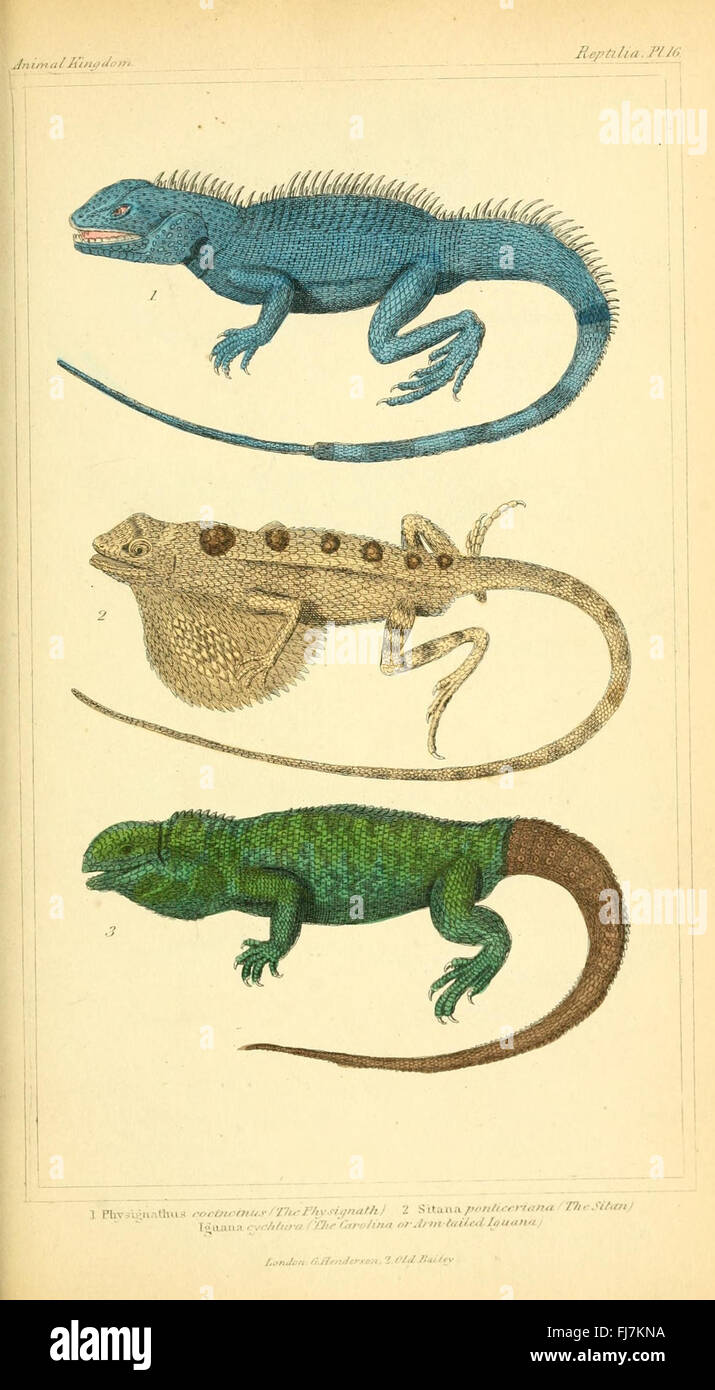 The Animal Kingdom, Arranged According to Its Organization - A ...