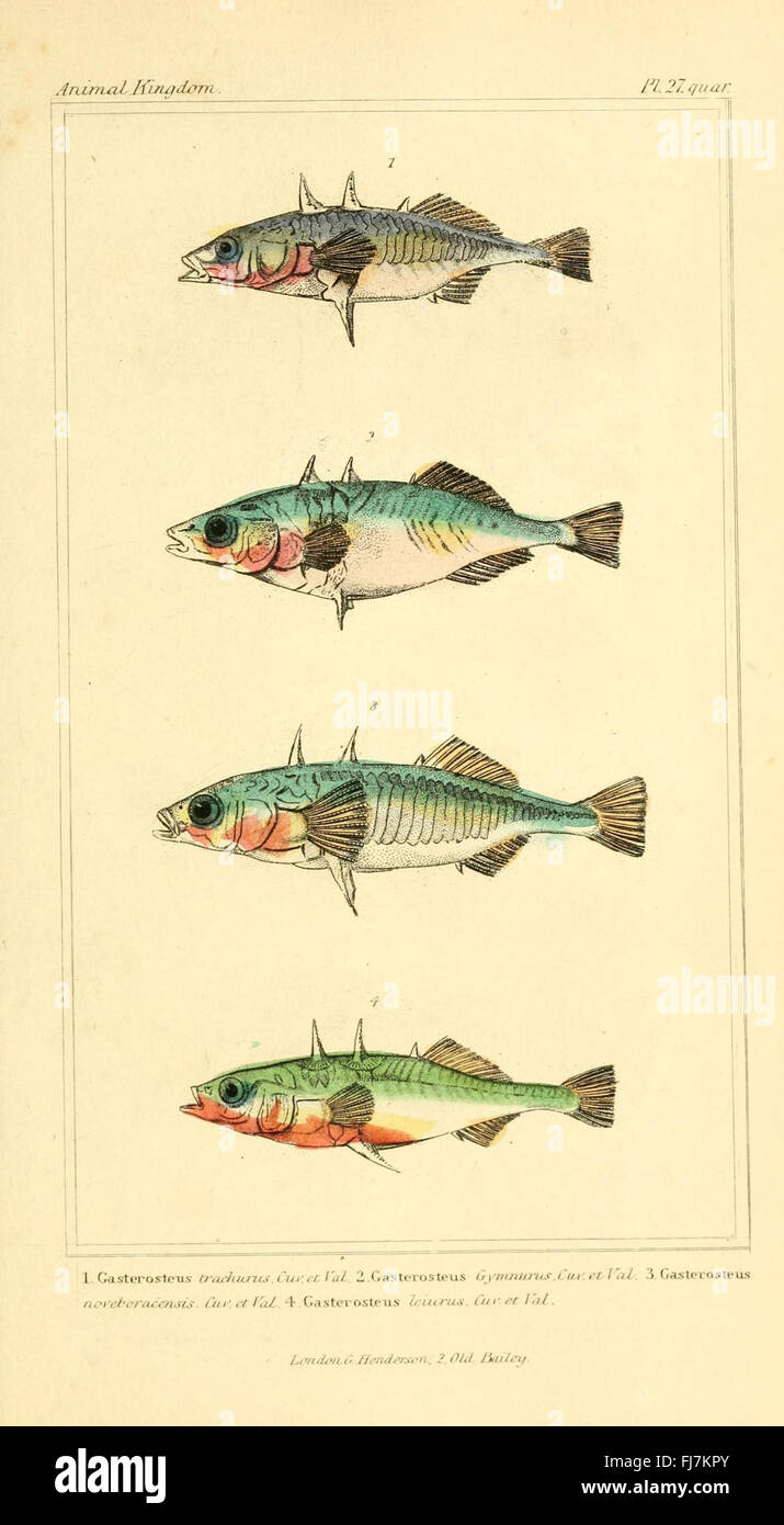 The Animal Kingdom, arranged according to its organization, serving as ...