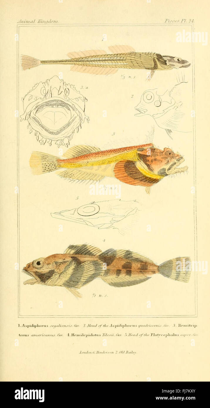 A comprehensive classification of the animal kingdom, focusing on its ...