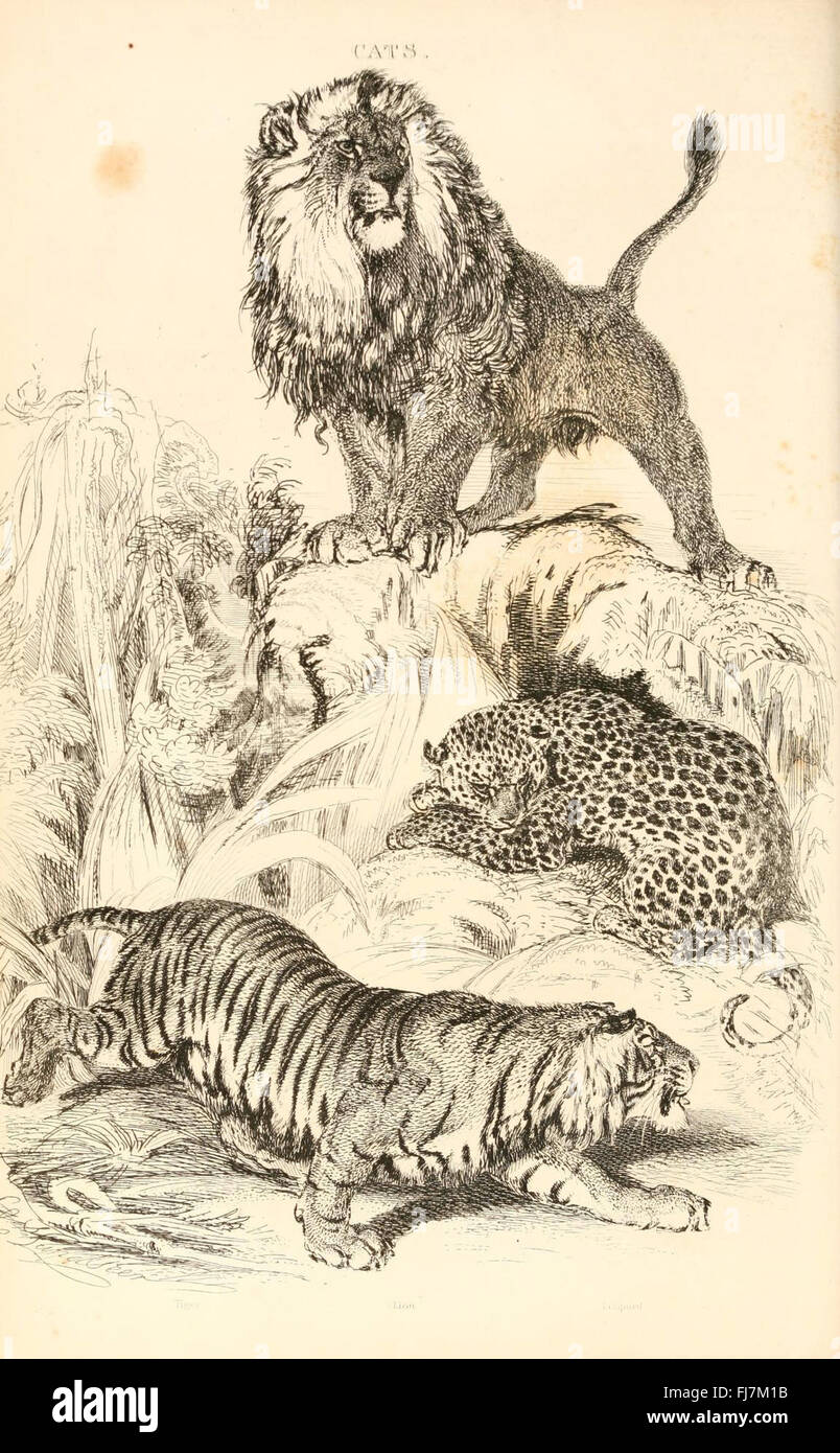 A comprehensive study of the animal kingdom, focusing on species ...