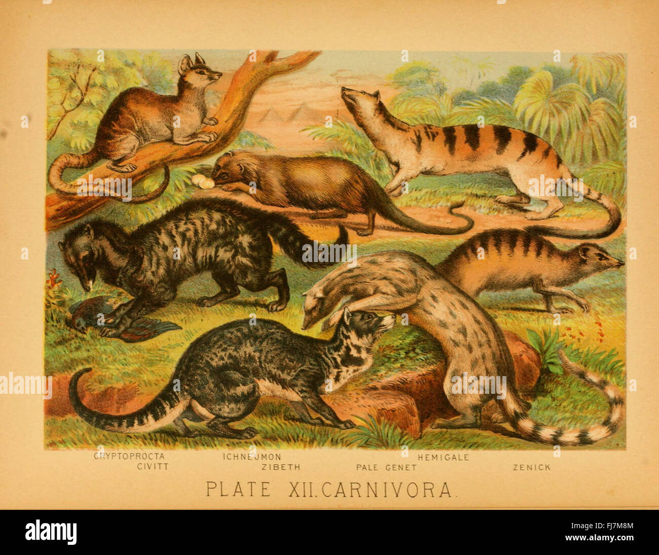 An early work on the animal kingdom, categorizing species according to ...
