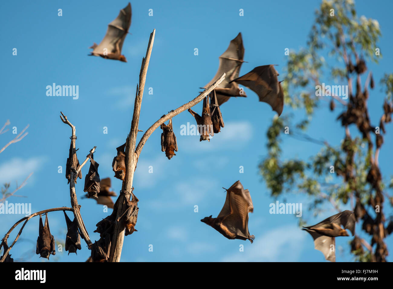 Little Red Flying-fox (Pteropus scapulatus) foxes roosting on inland white mahogany, Eucalyptus trees and easily spooked into flying.  This massive colony, estimated to peak at about 100,000 bats, took up residence along the Wild River of Heberton sometime early Dec 2013 with the mass flowering of the eucalyptus trees or Inland White Mahogany with the little reds seeking its nectar and pollen.  The Little Red Flying-fox is a species of megabat native to northern and eastern Australia. With a weight of 280–530 grams (9.9–18.7 oz) it is the smallest flying fox in mainland Australia (the others b Stock Photo