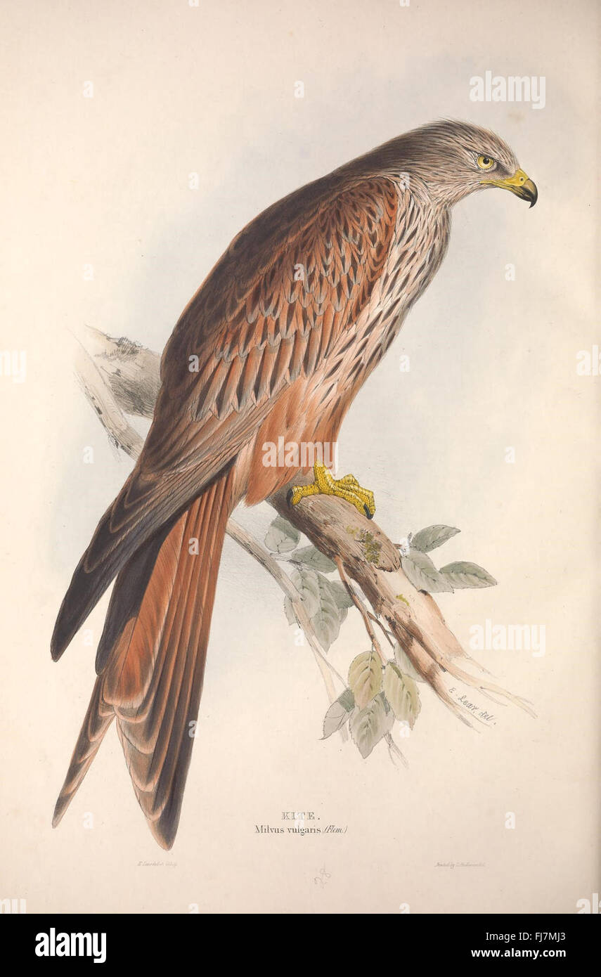 The birds of Europe Stock Photo - Alamy