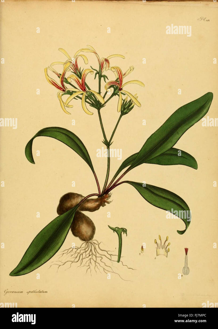 The botanist's repository, for new and rare plants, Botany Flowers ...