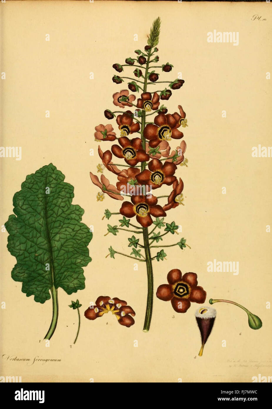 A botanical catalog featuring new and rare plants, highlighting unique