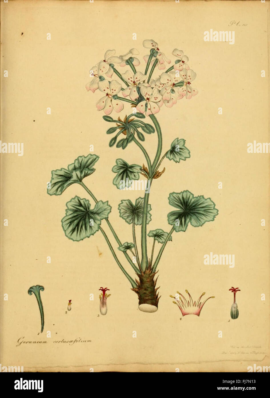 An illustrated catalog showcasing new and rare plant species, with a ...