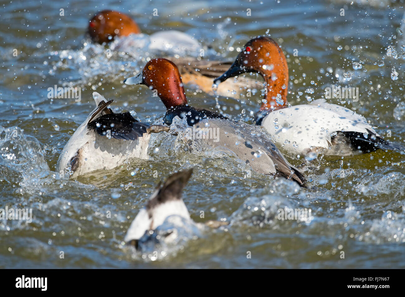 Redhead and Canvasback Ducks Splashing in the Water Stock Photo