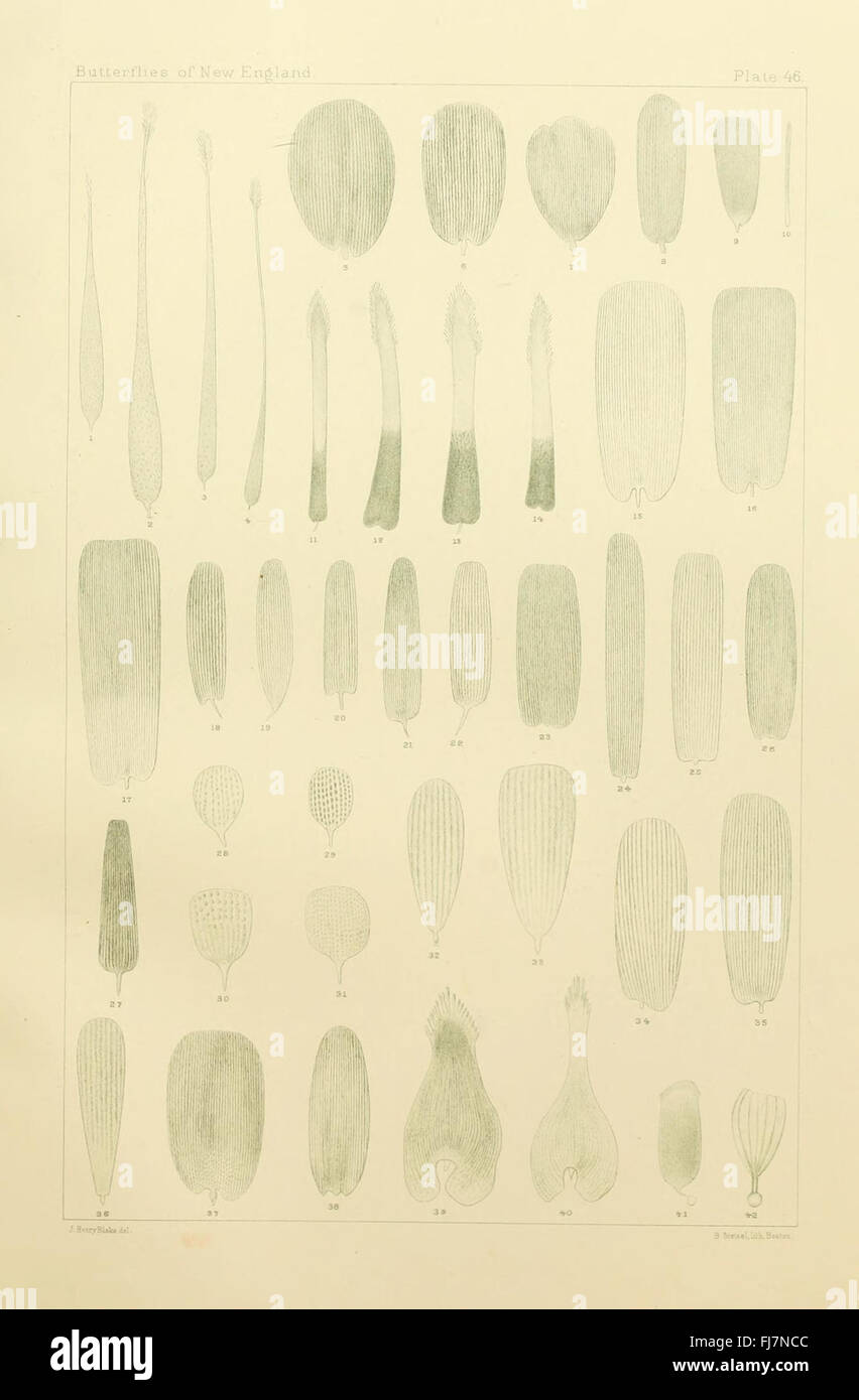 Comprehensive study of lepidoptera diversity hi-res stock photography ...