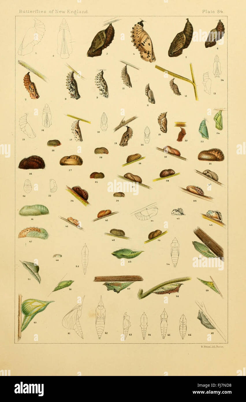 An illustrated guide to the butterflies found in the eastern United ...