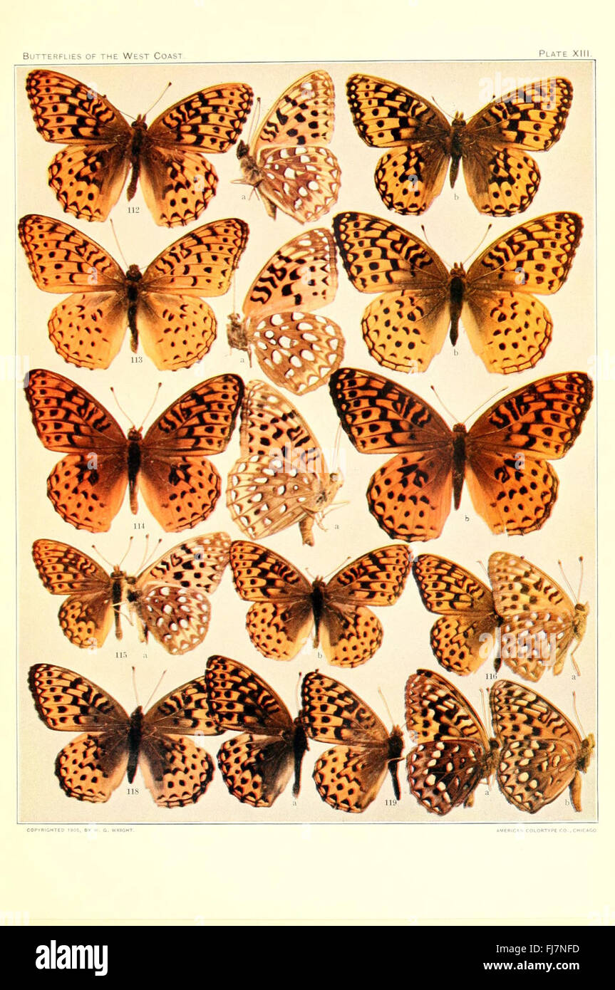 Pictorial Guide Insect Pictorial insect guides hi-res stock photography and images - Alamy