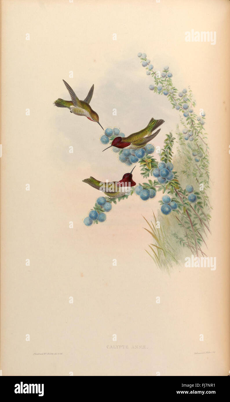 Hummingbird Classification A monograph of the Trochilidae, or family of humming-birds (Plate 135 ...